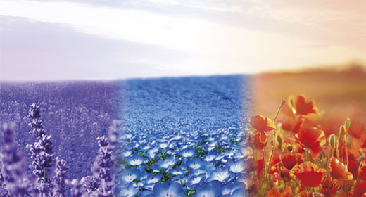 ラベンダー・ネモフィラ・ポピーの花