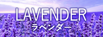 ラベンダー