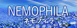 ネモフィラ